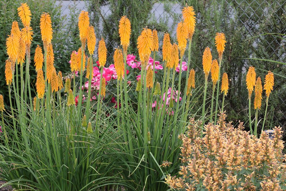 Mango Popsicle Dwarf Poker (Kniphofia &