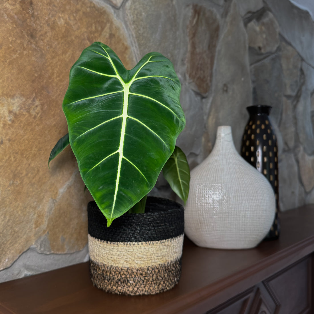 Alocasia Frydek (Alocasia Micholitziana &