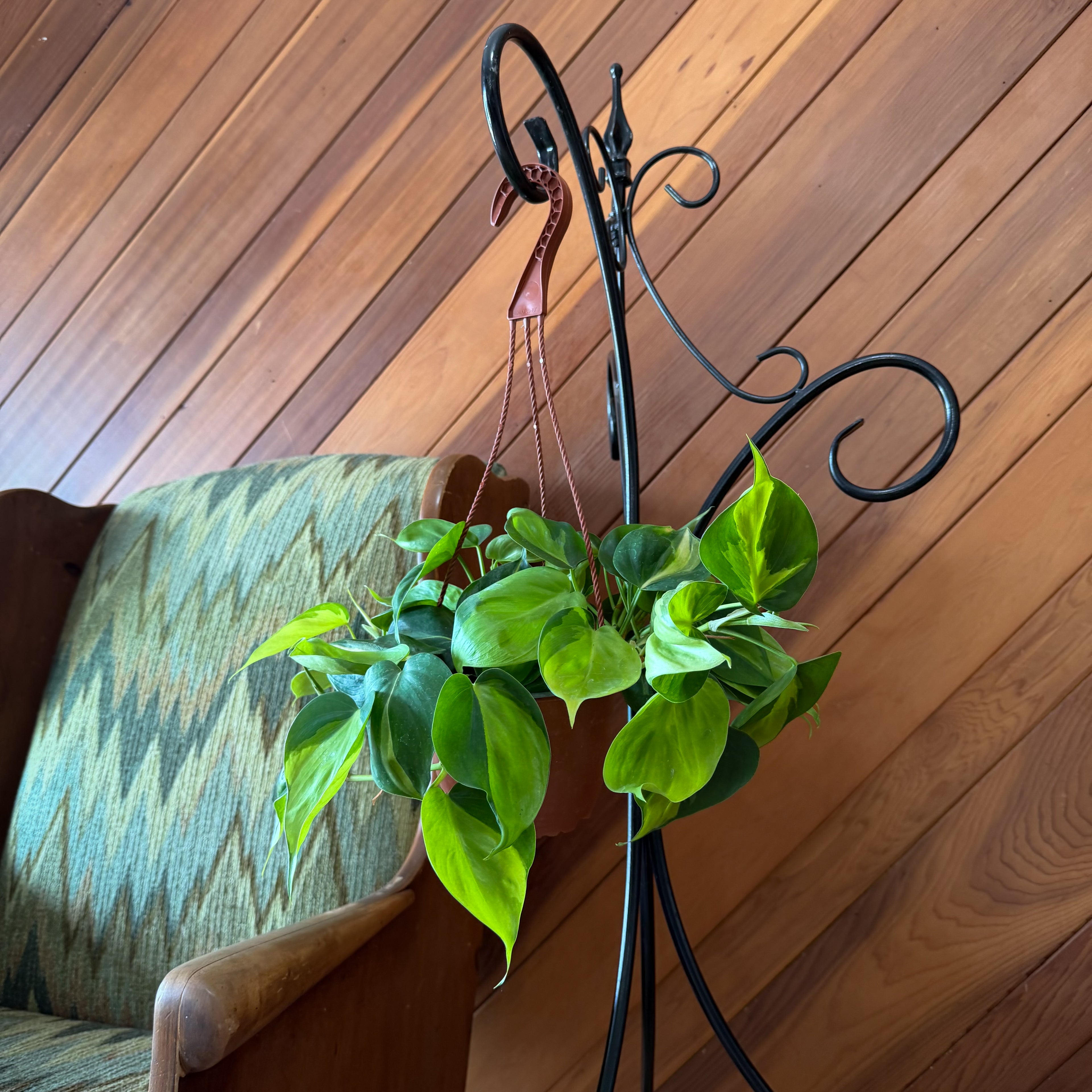 Philodendron Brasil Hanging Basket (Philodendron Hederaceum &