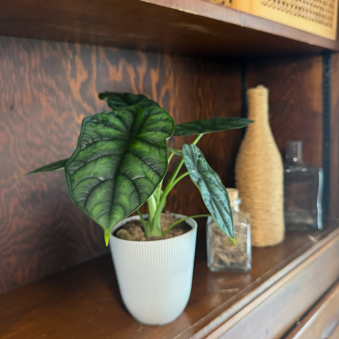 Alocasia Dragon Scale (Alocasia Baginda &