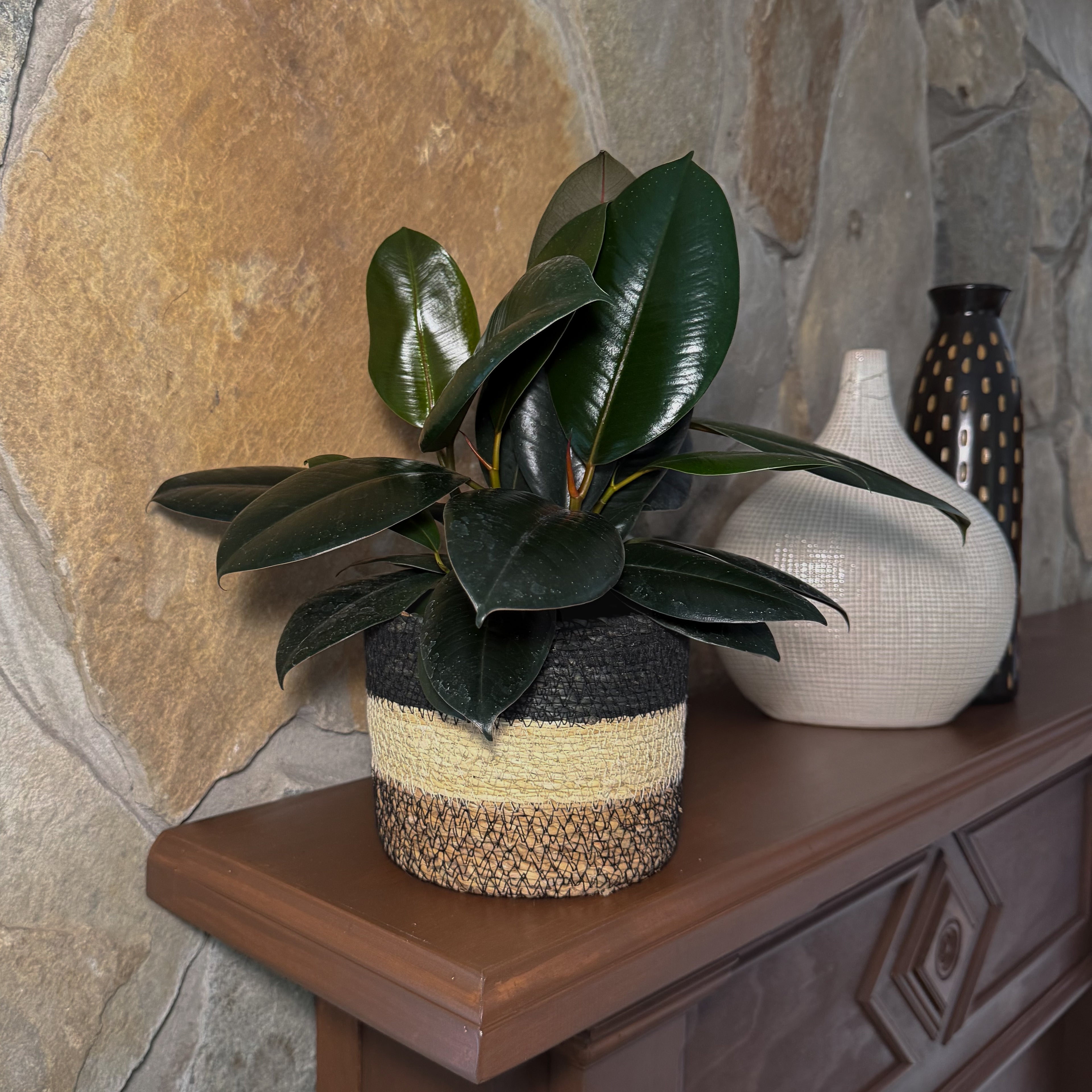 Burgundy Rubber Plant (Ficus Elastica &