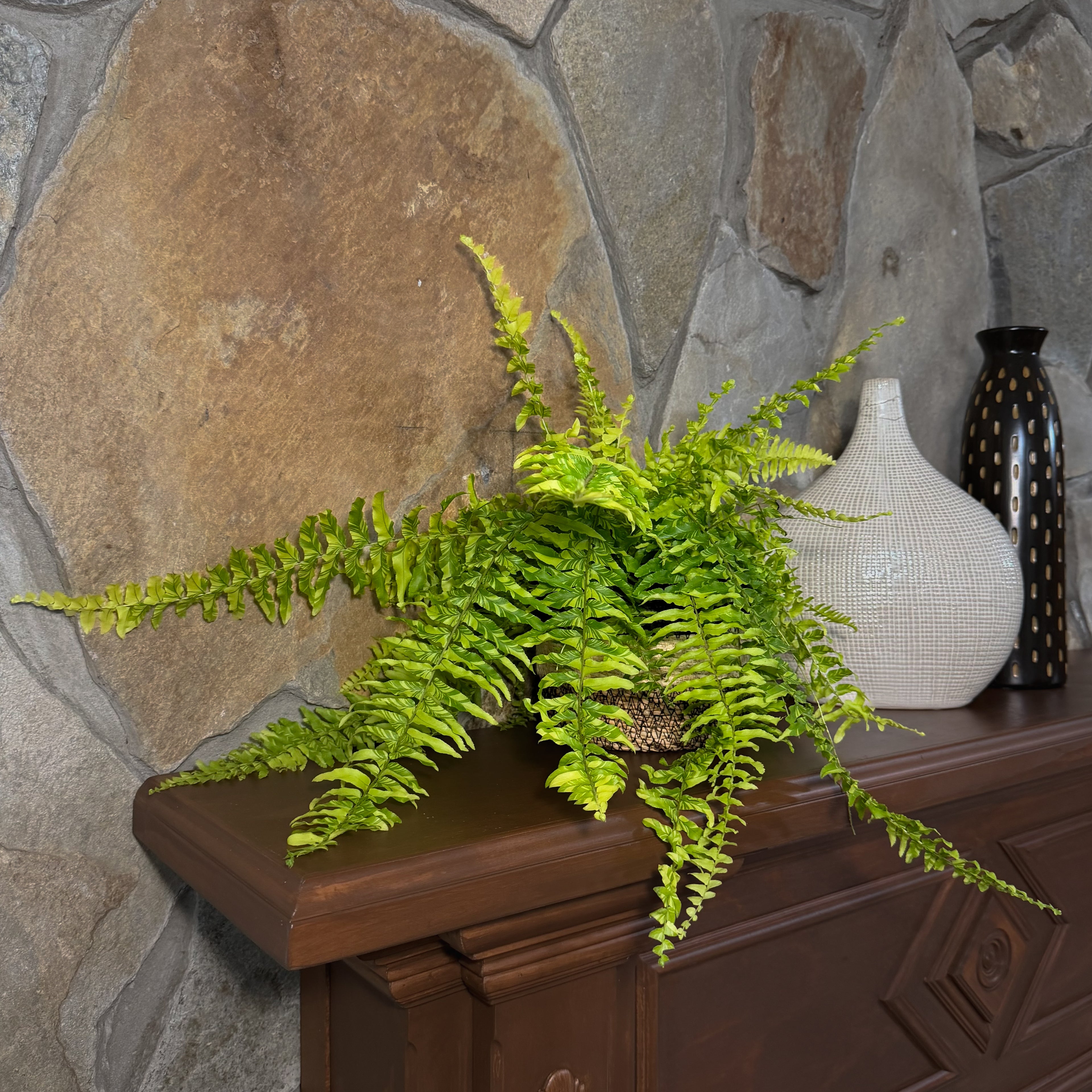 Tiger Stripe Boston Fern (Nephrolepis Exaltata &