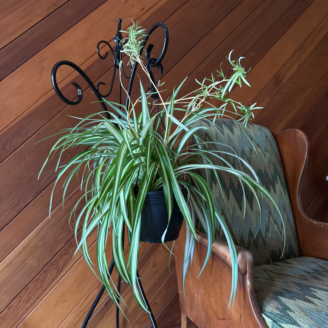 Spider Variegated Hanging Basket (Chlorophytum Comosum &
