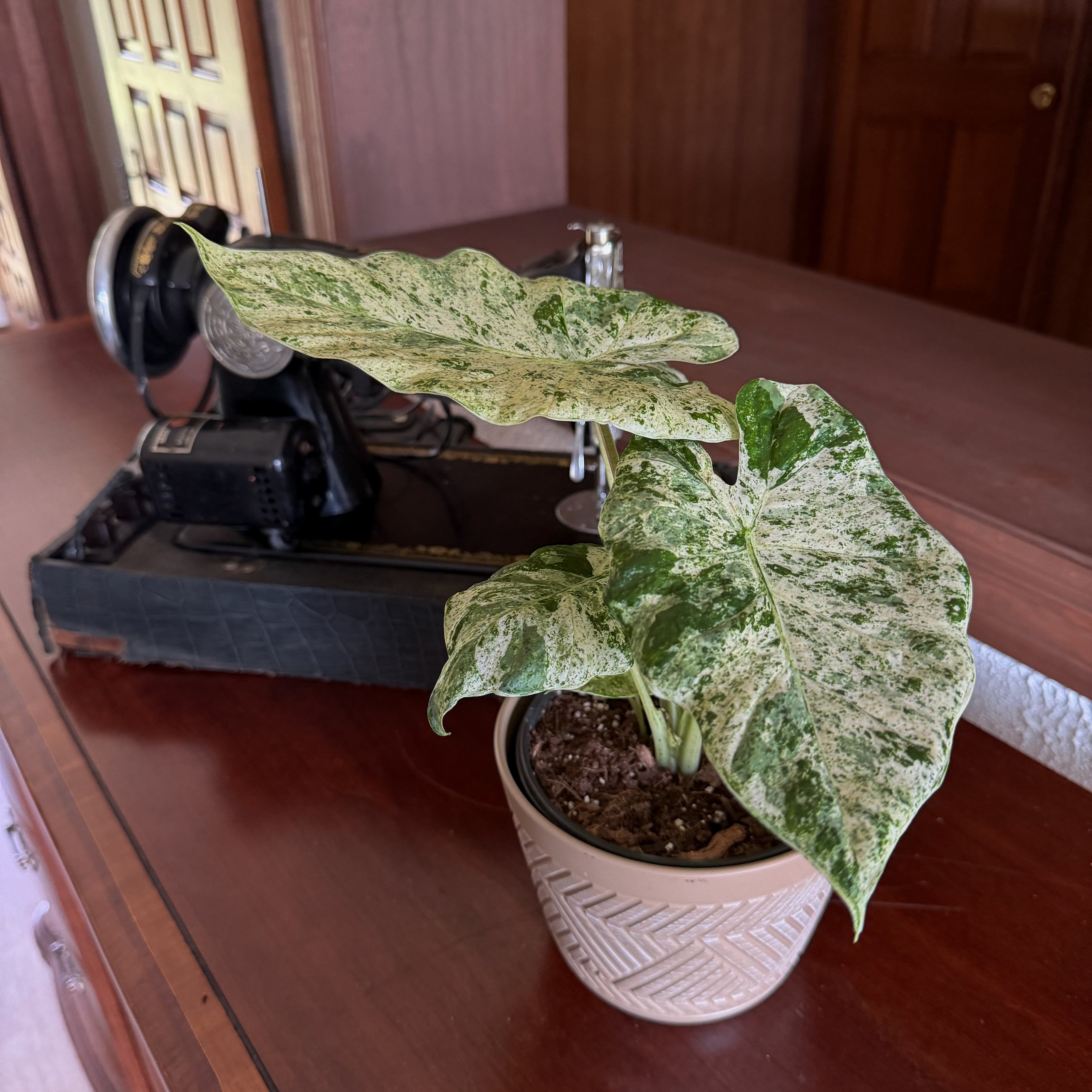 Alocasia Blizzard (Alocasia Odora &