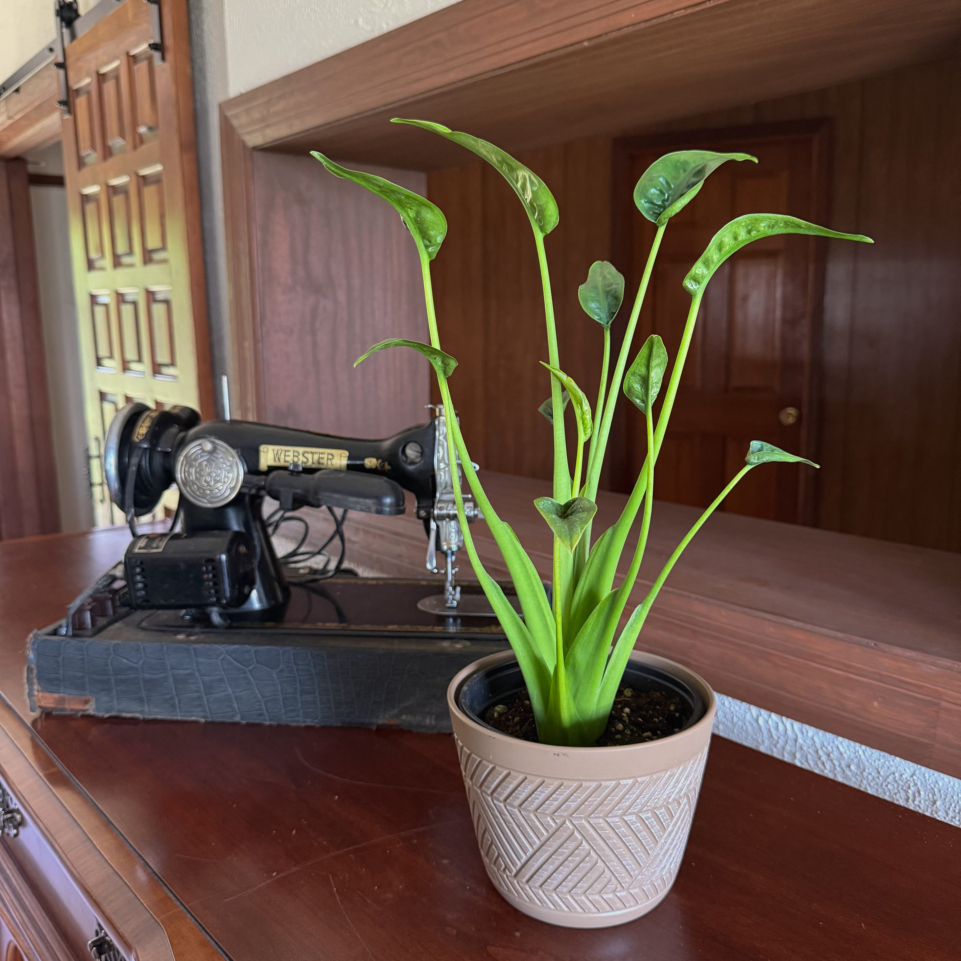 Alocasia Tiny Dancer (Alocasia Brisbanensis x Alocasia Odora &
