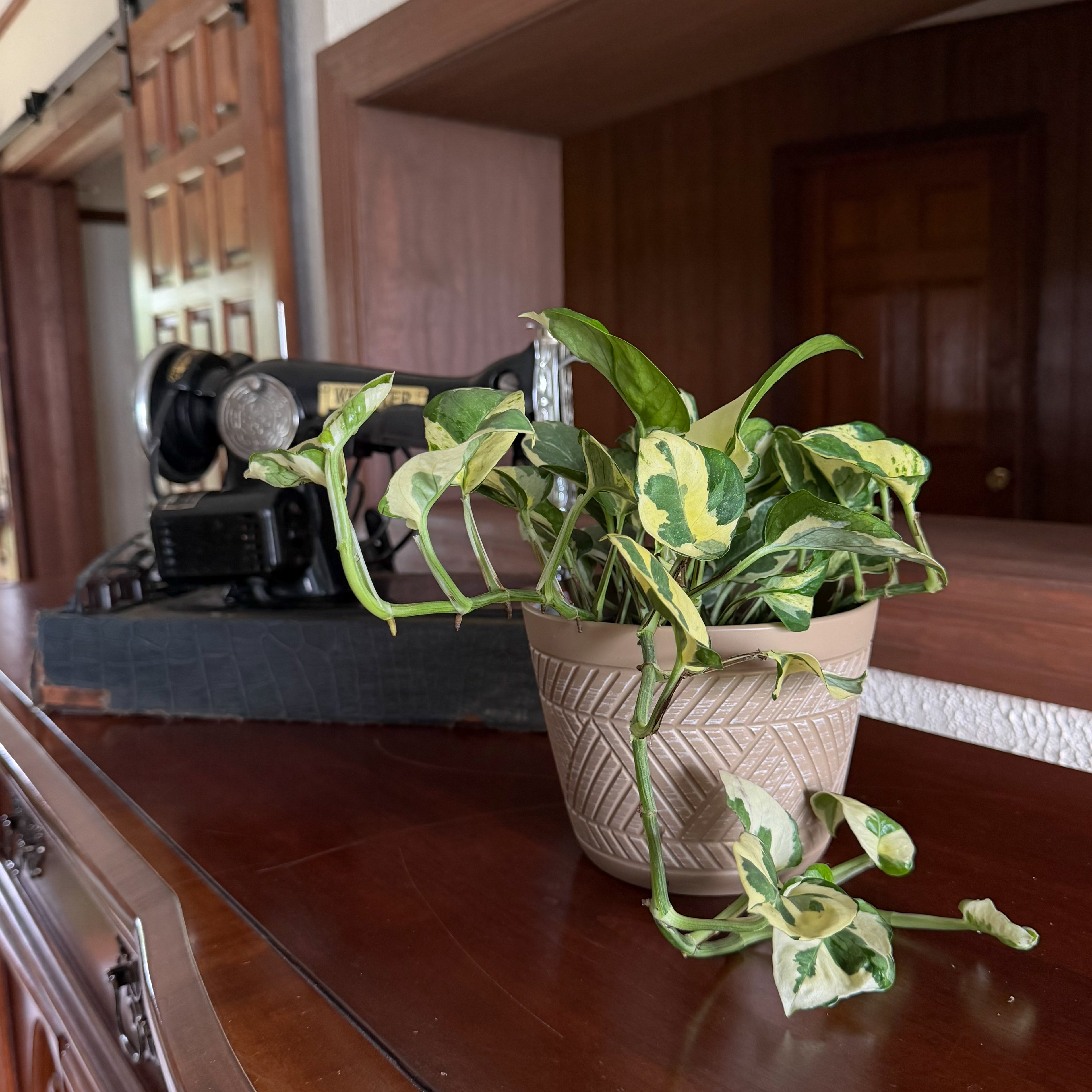 Pothos N&
