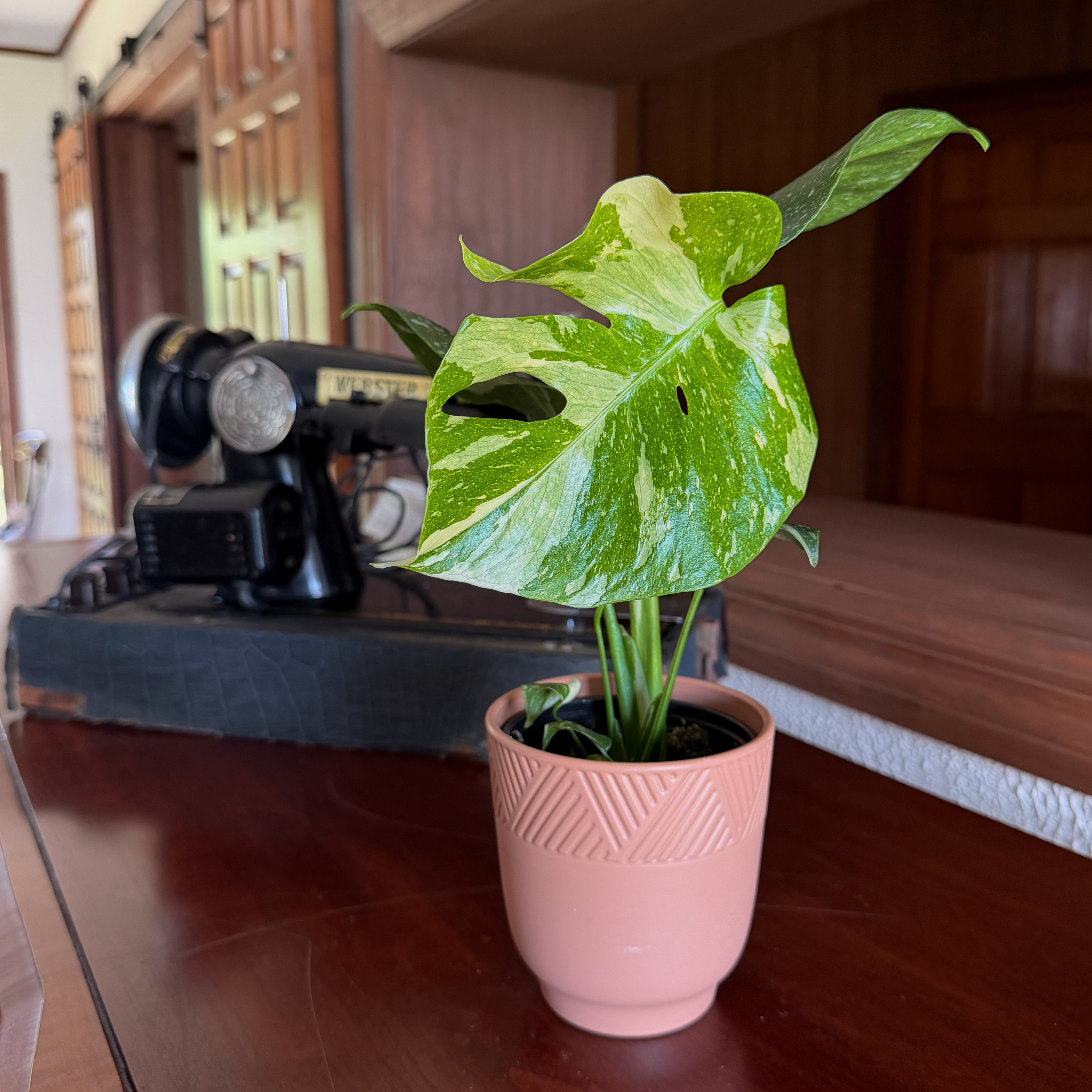 Monstera Thai Constellation (Monstera Deliciosa &