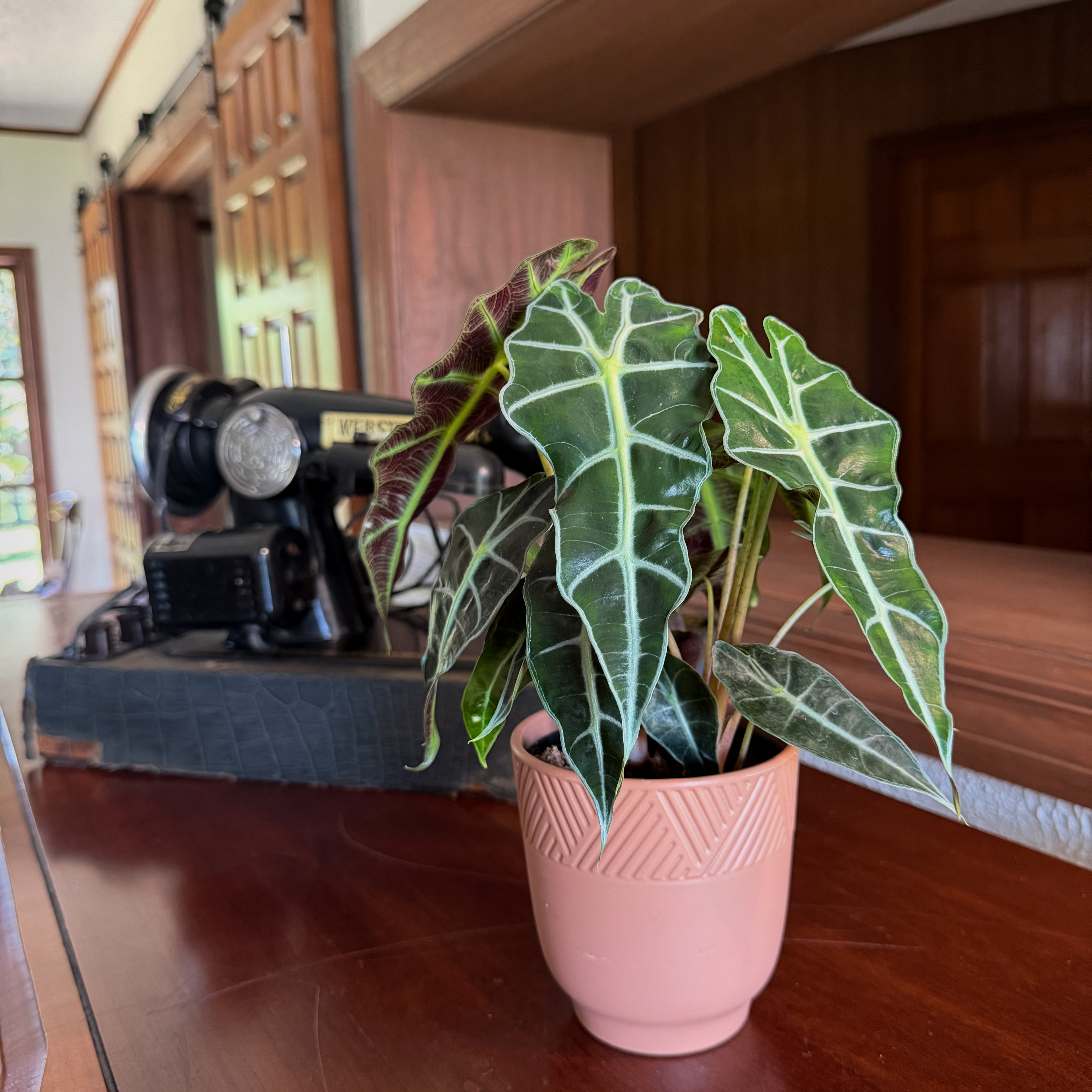 Alocasia Polly (Alocasia x Amazonica &