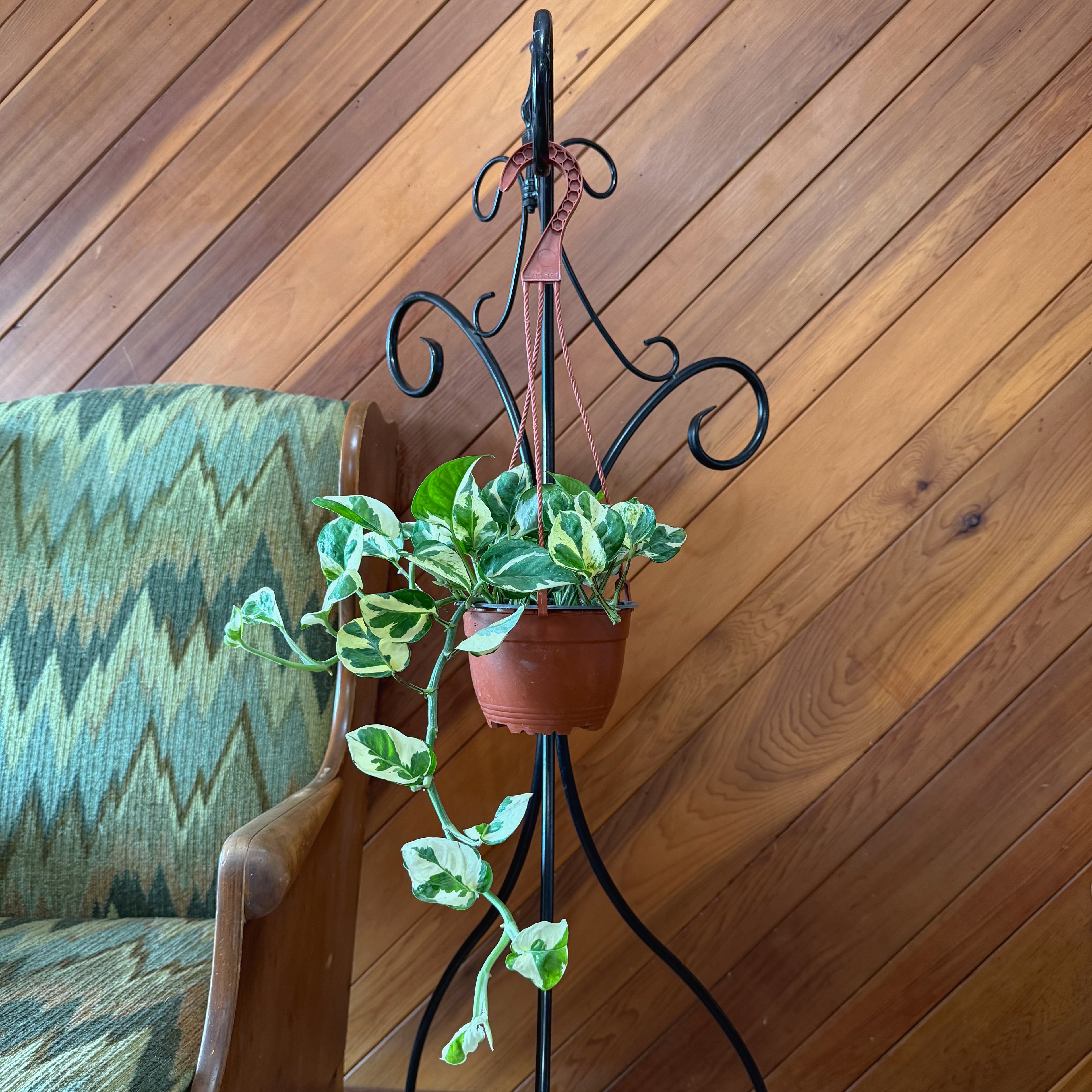 Pothos N&