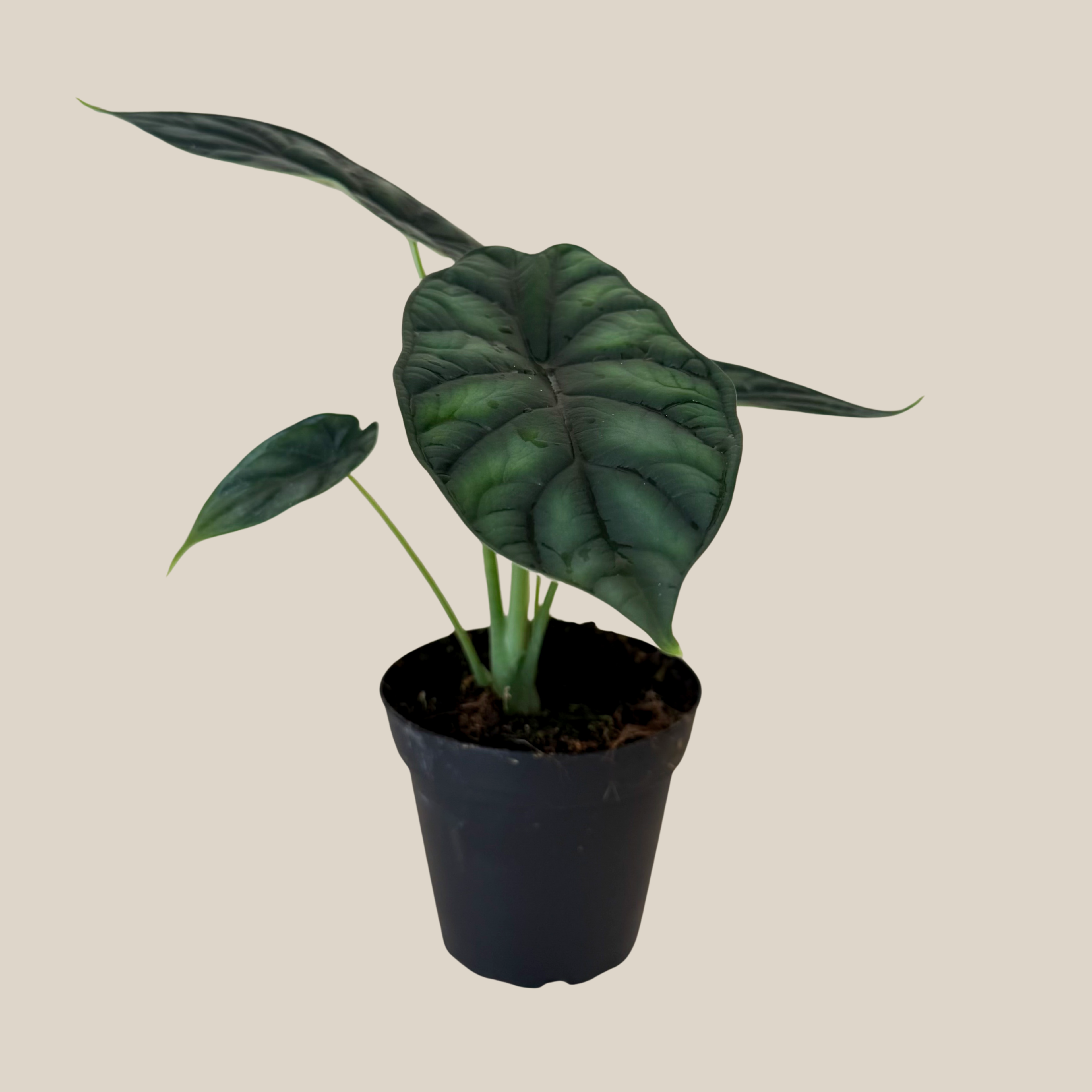 Alocasia Dragon Scale (Alocasia Baginda &