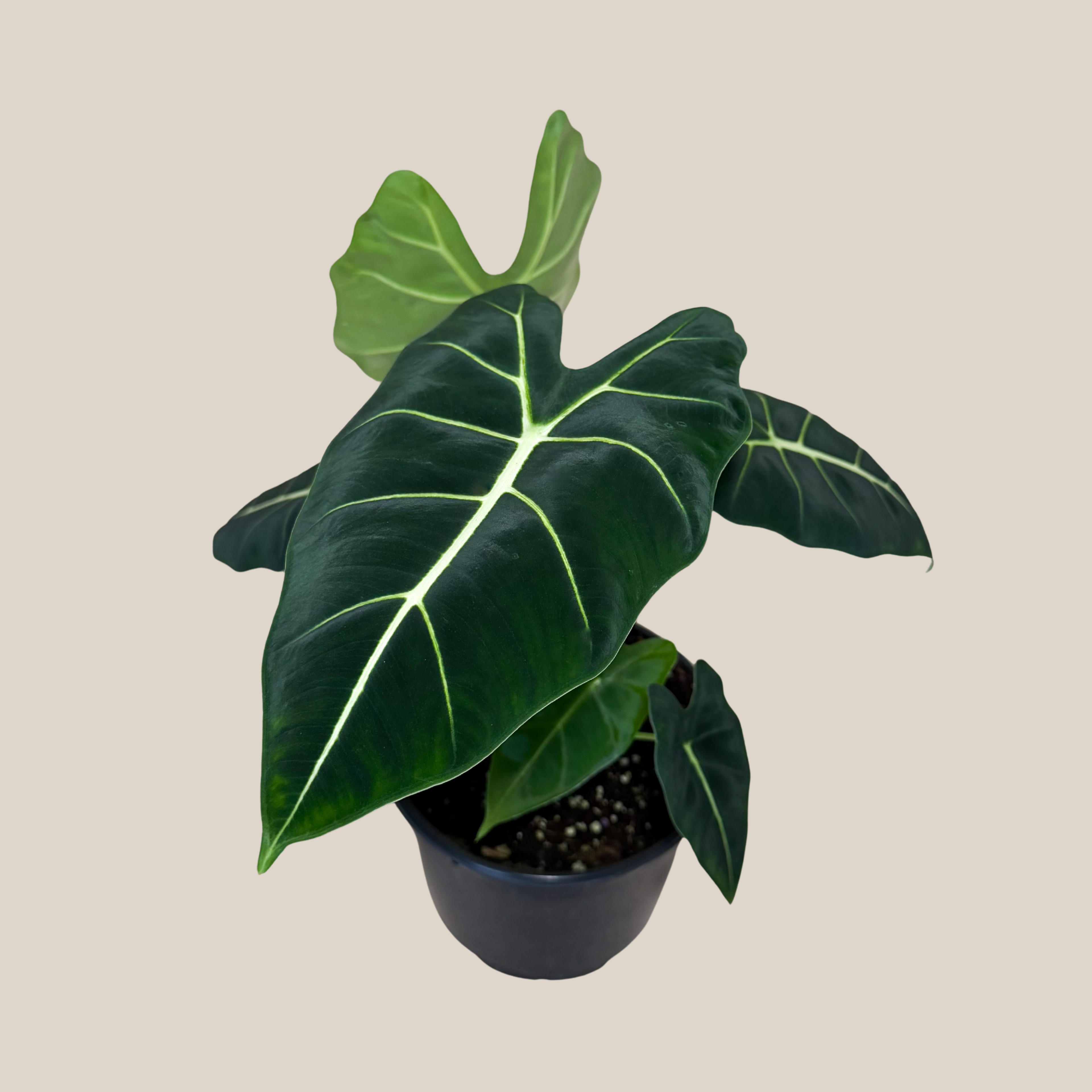 Alocasia Frydek (Alocasia Micholitziana &