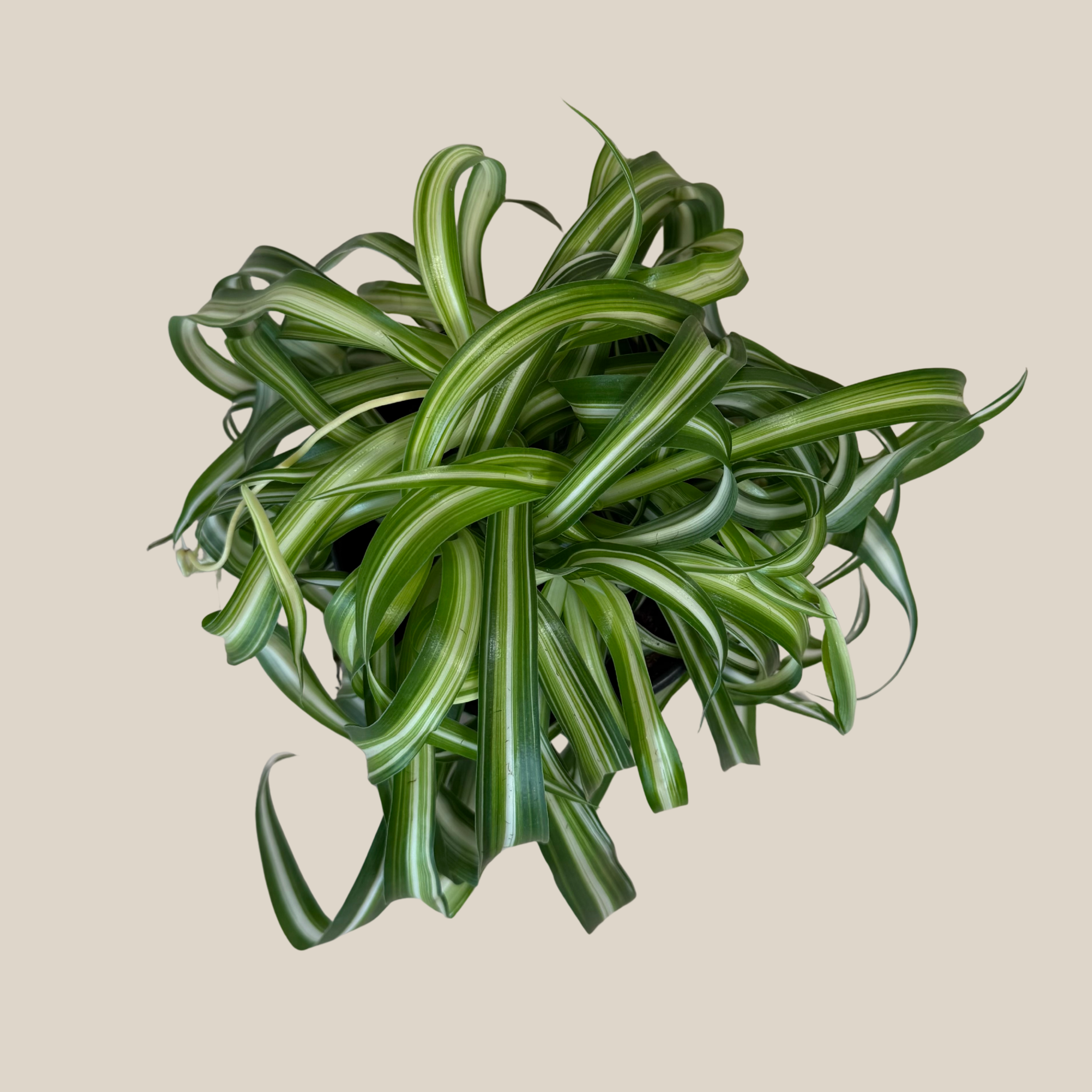 Spider Curly (Chlorophytum Comosum &