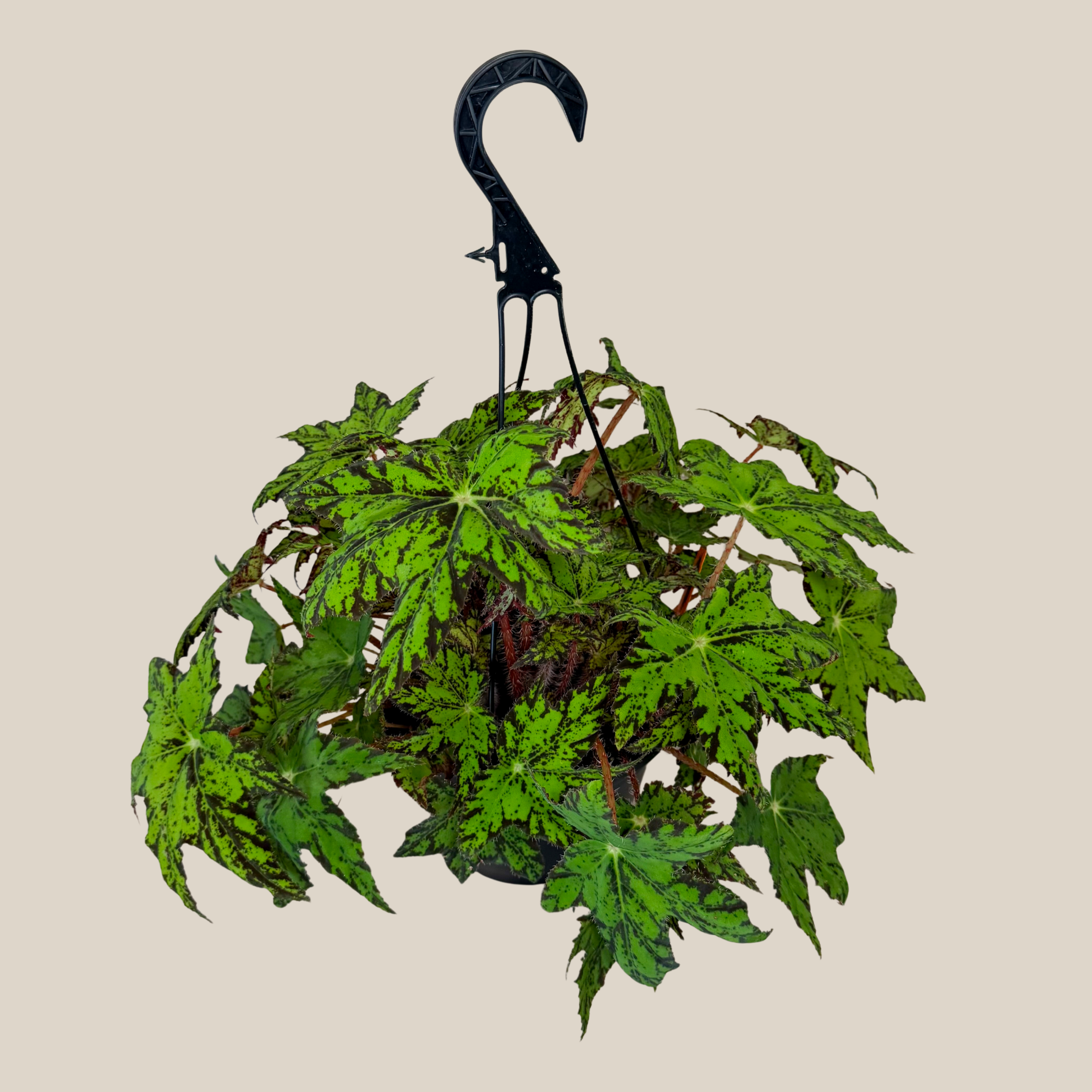 Begonia Geometry Hanging Basket (Begonia Rex-Cultorum &