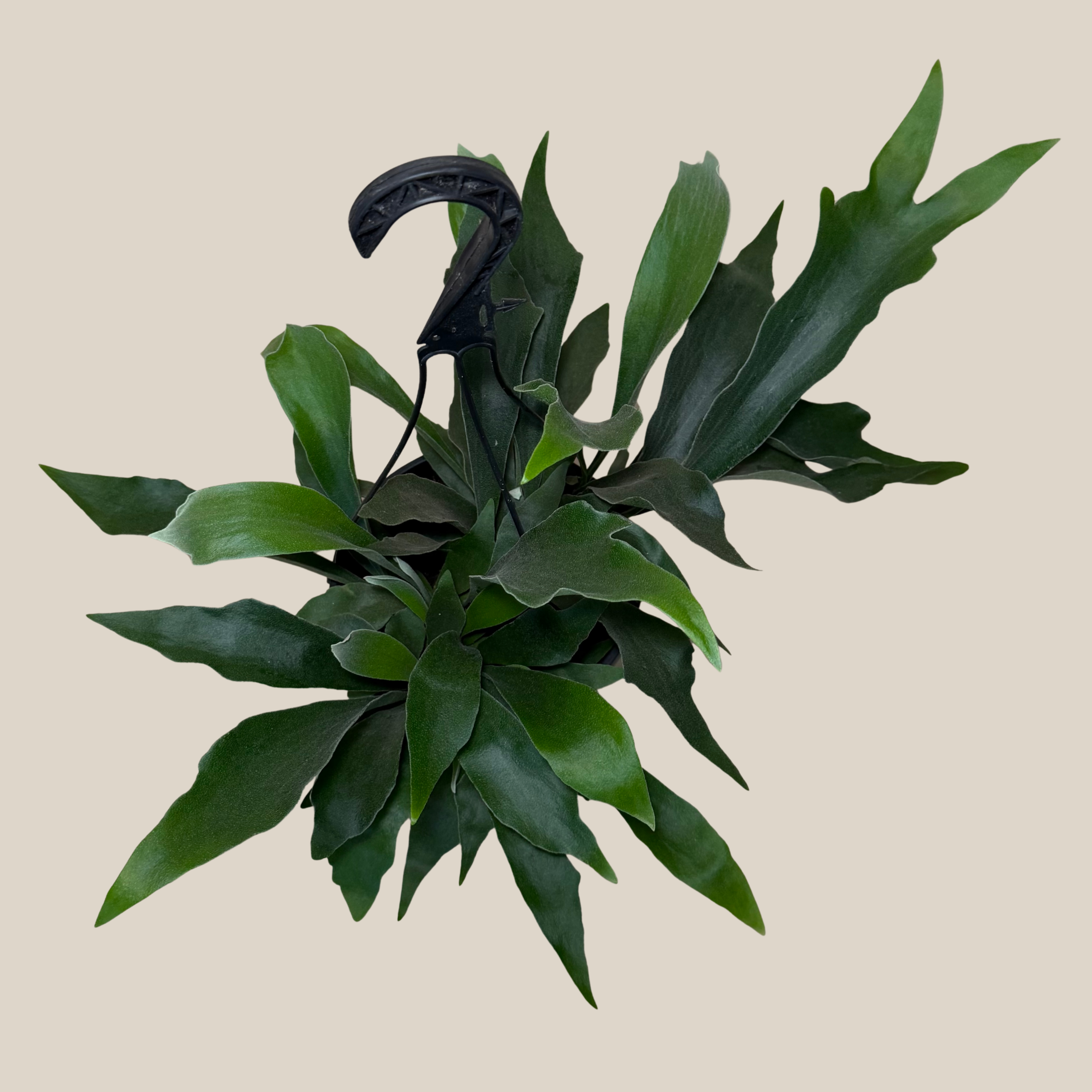 Staghorn Netherlands Fern Hanging Basket (Platycerium Bifurcatum &