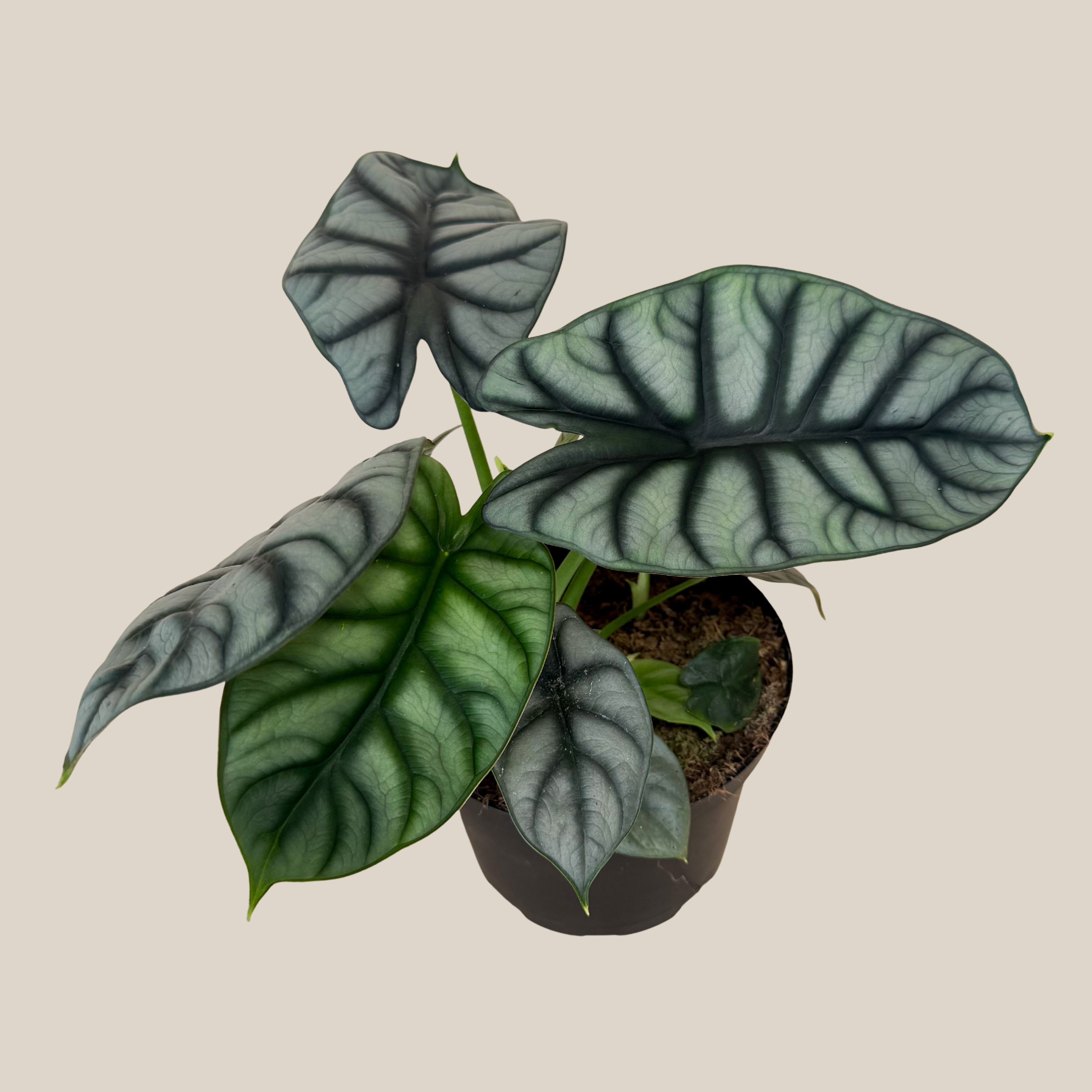 Alocasia Silver Dragon (Alocasia Baginda &