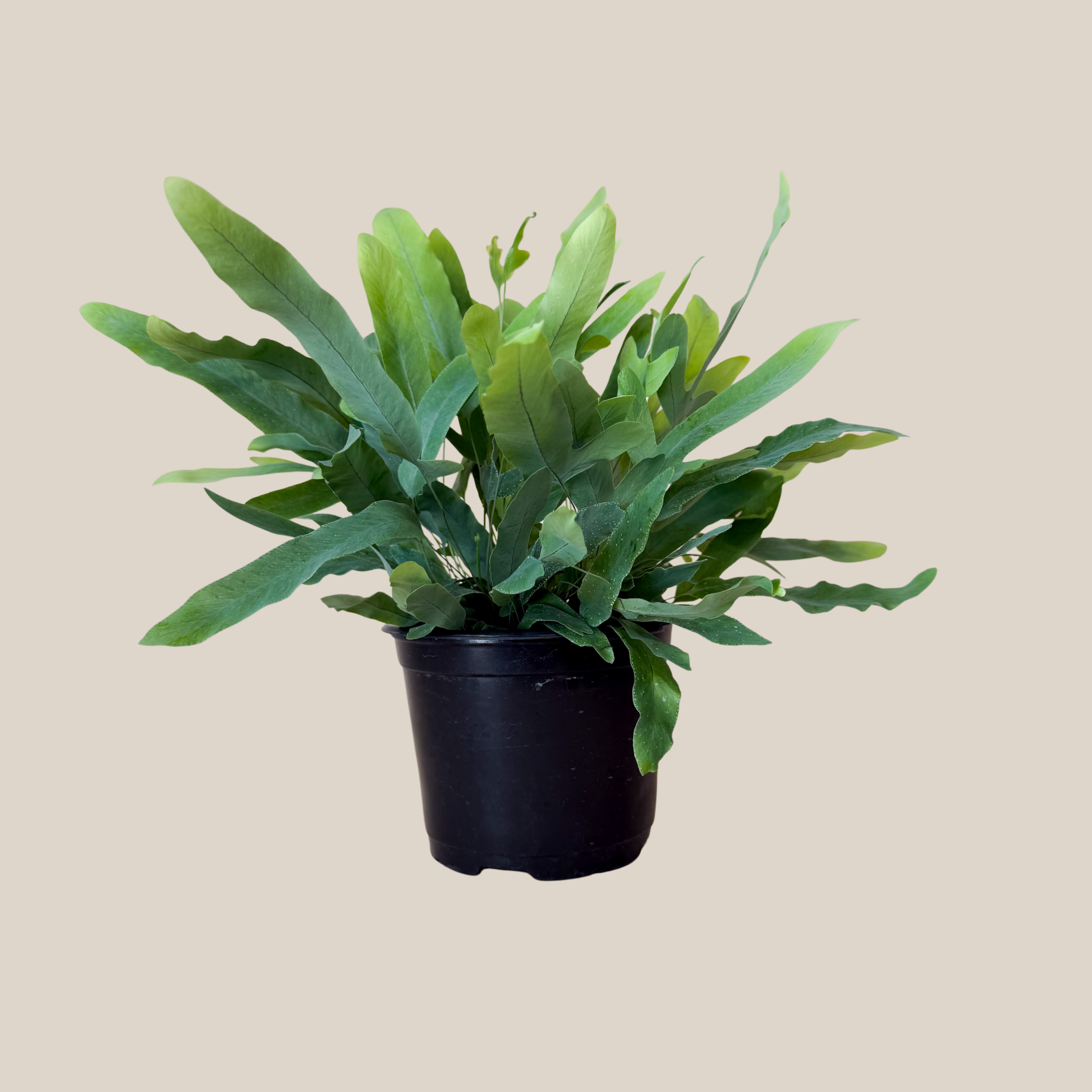 Blue Star Footed Fern (Phlebodium Aureum &