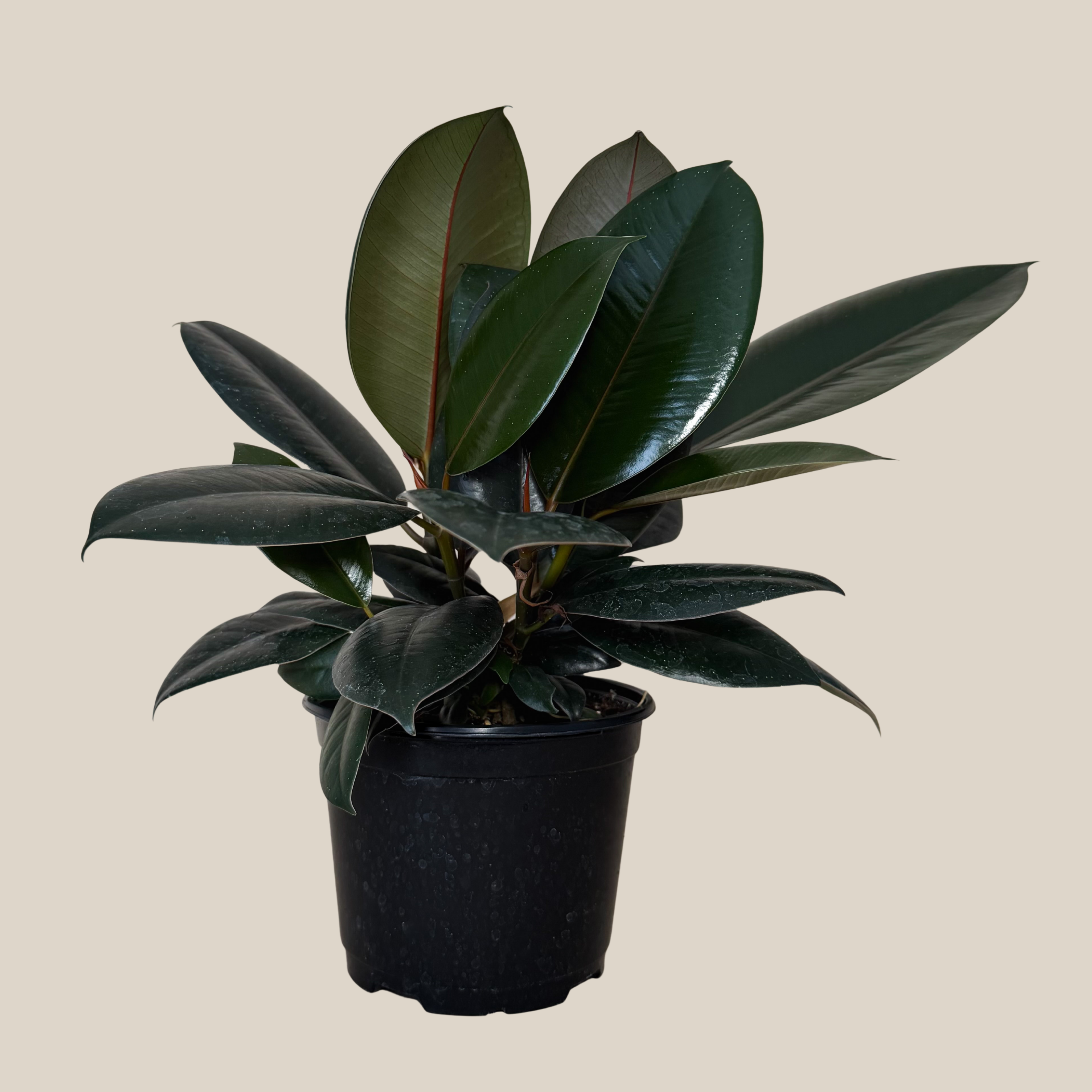 Burgundy Rubber Plant (Ficus Elastica &