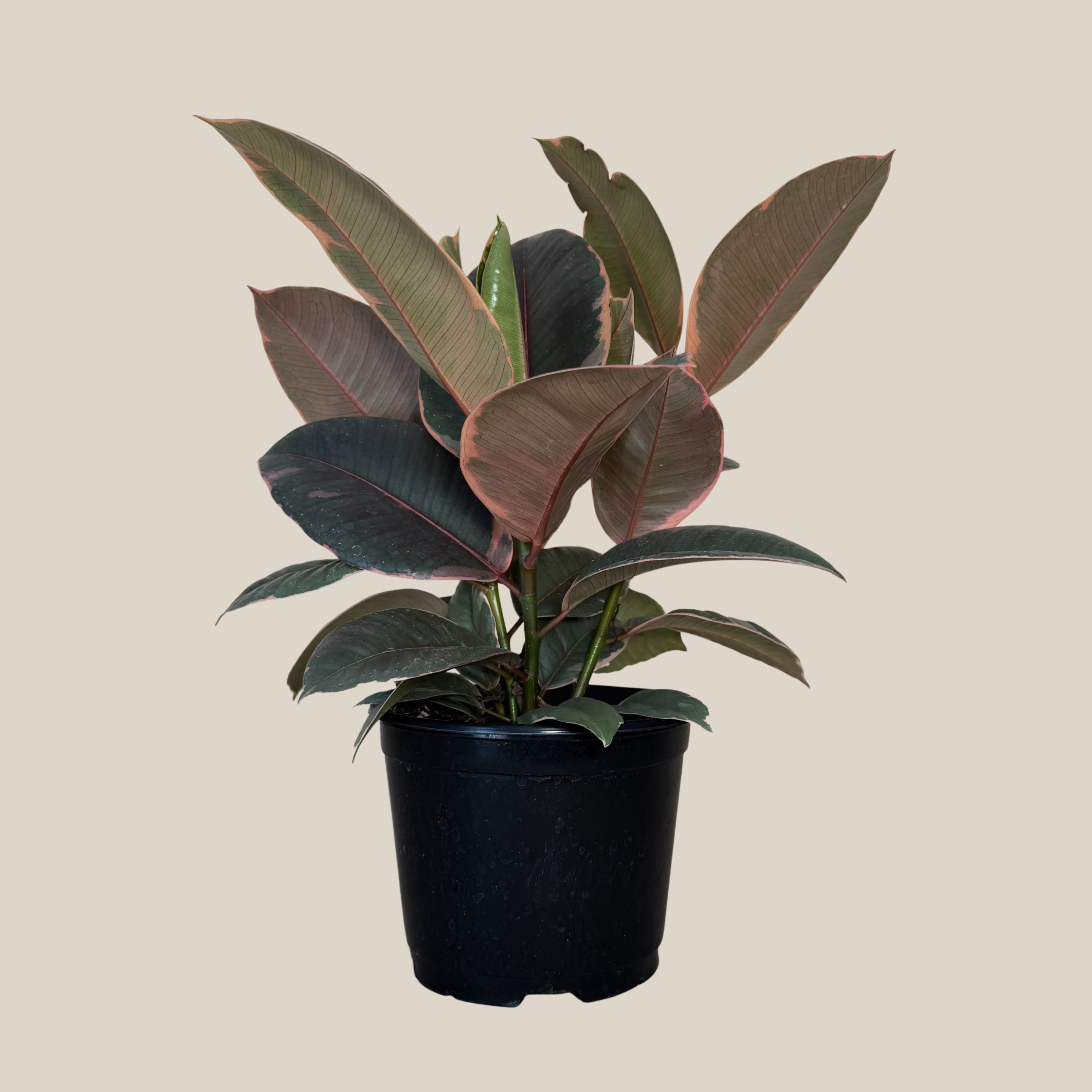 Ruby Rubber Plant (Ficus Elastica &