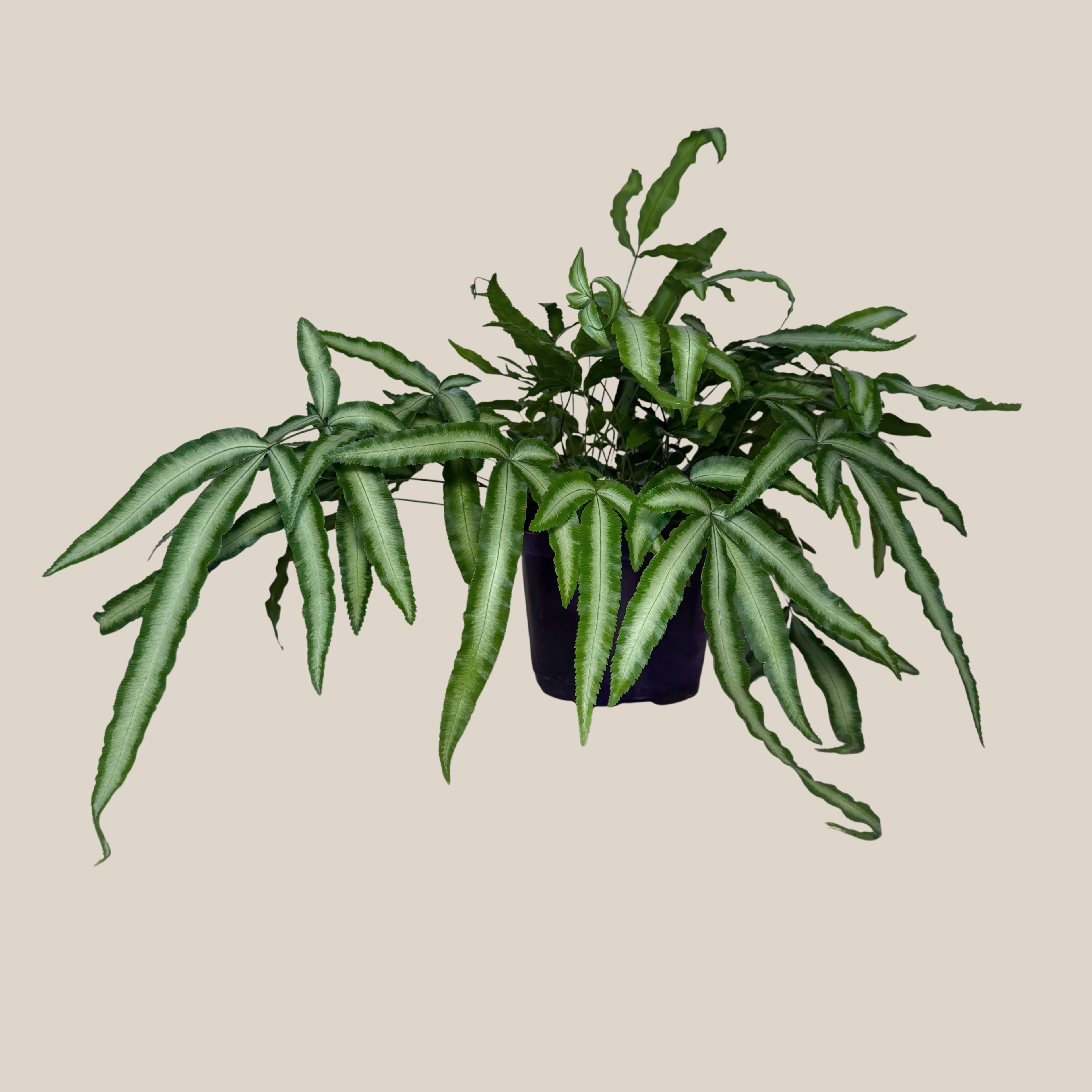 Silver Ribbon Fern (Pteris Cretica &