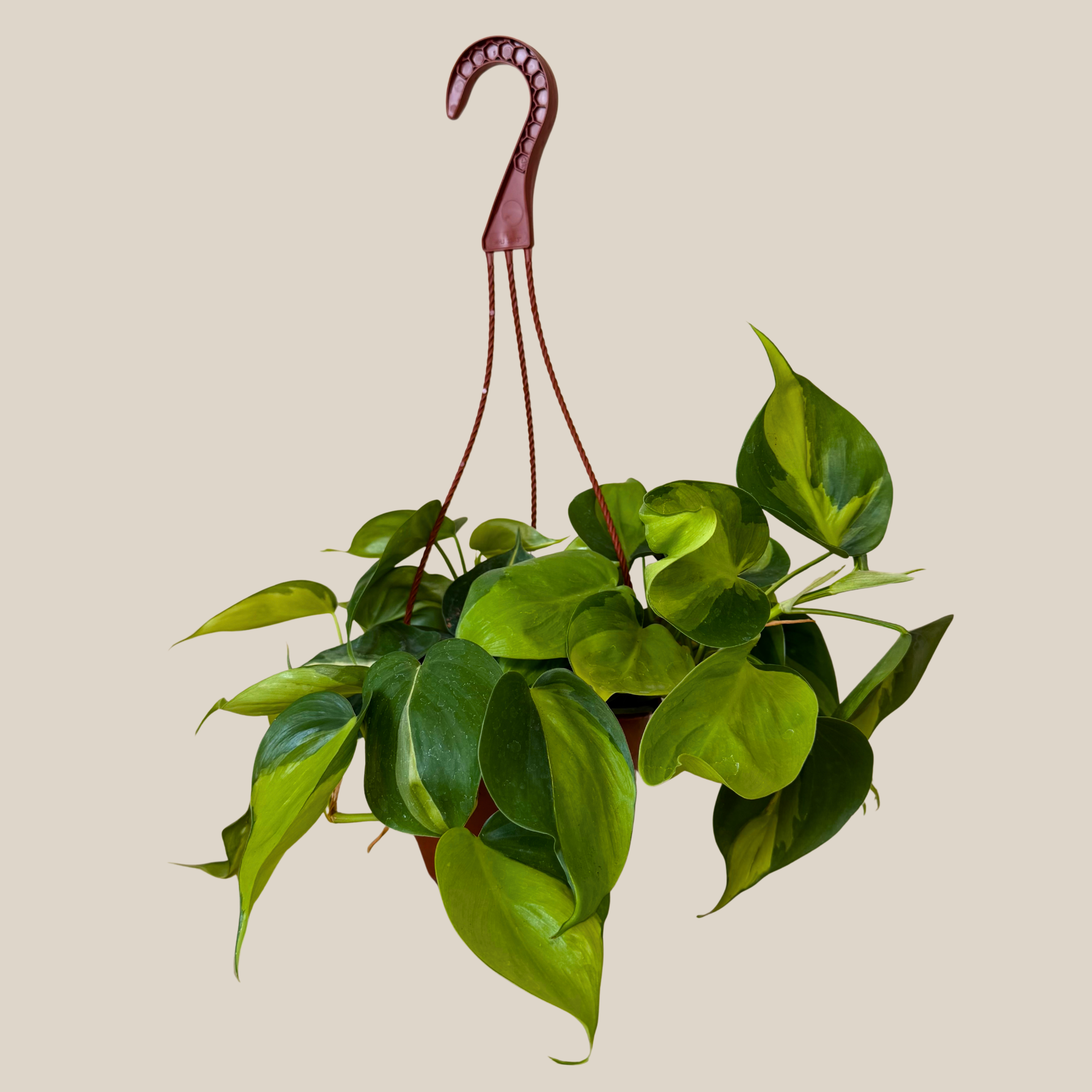 Philodendron Brasil Hanging Basket (Philodendron Hederaceum &