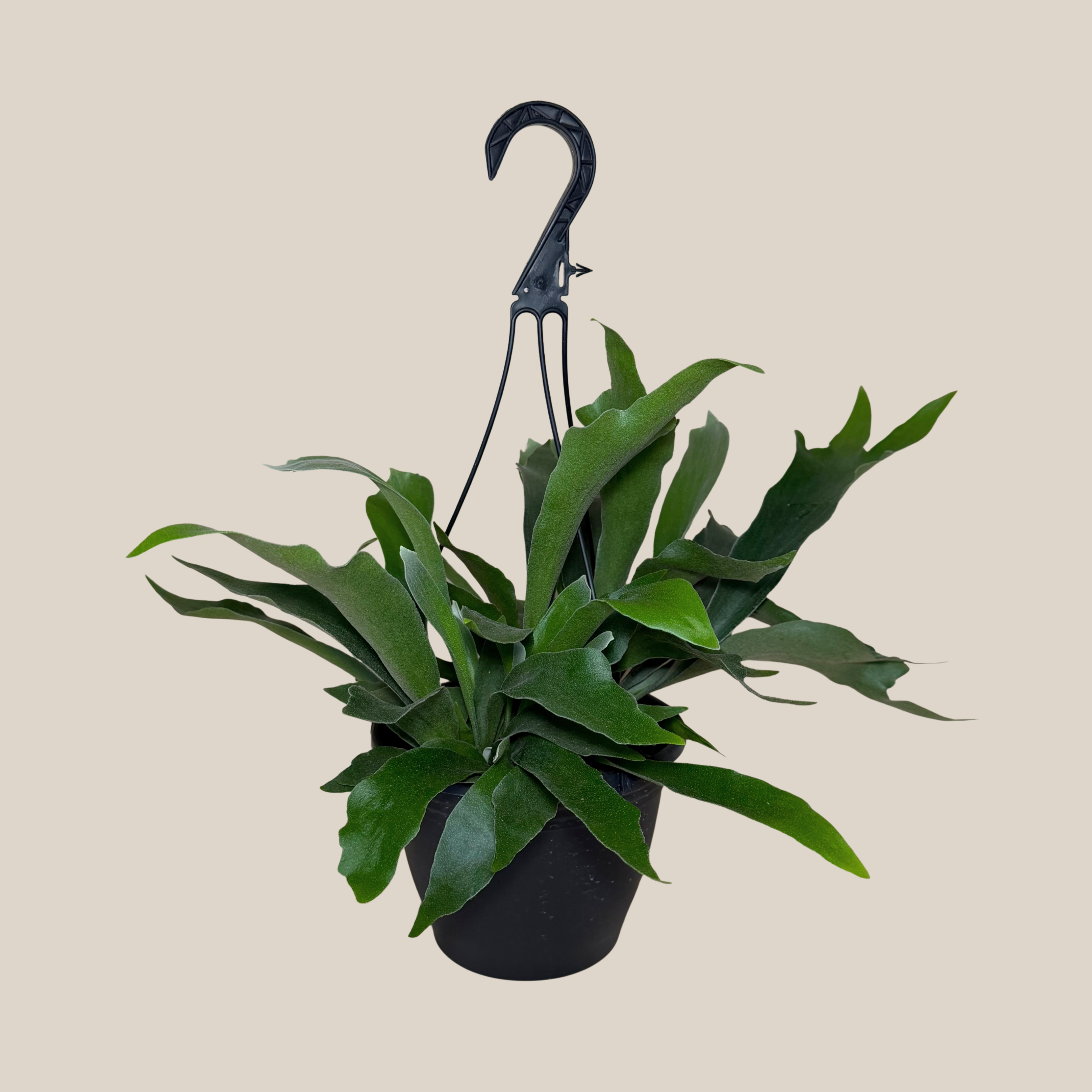 Staghorn Netherlands Fern Hanging Basket (Platycerium Bifurcatum &
