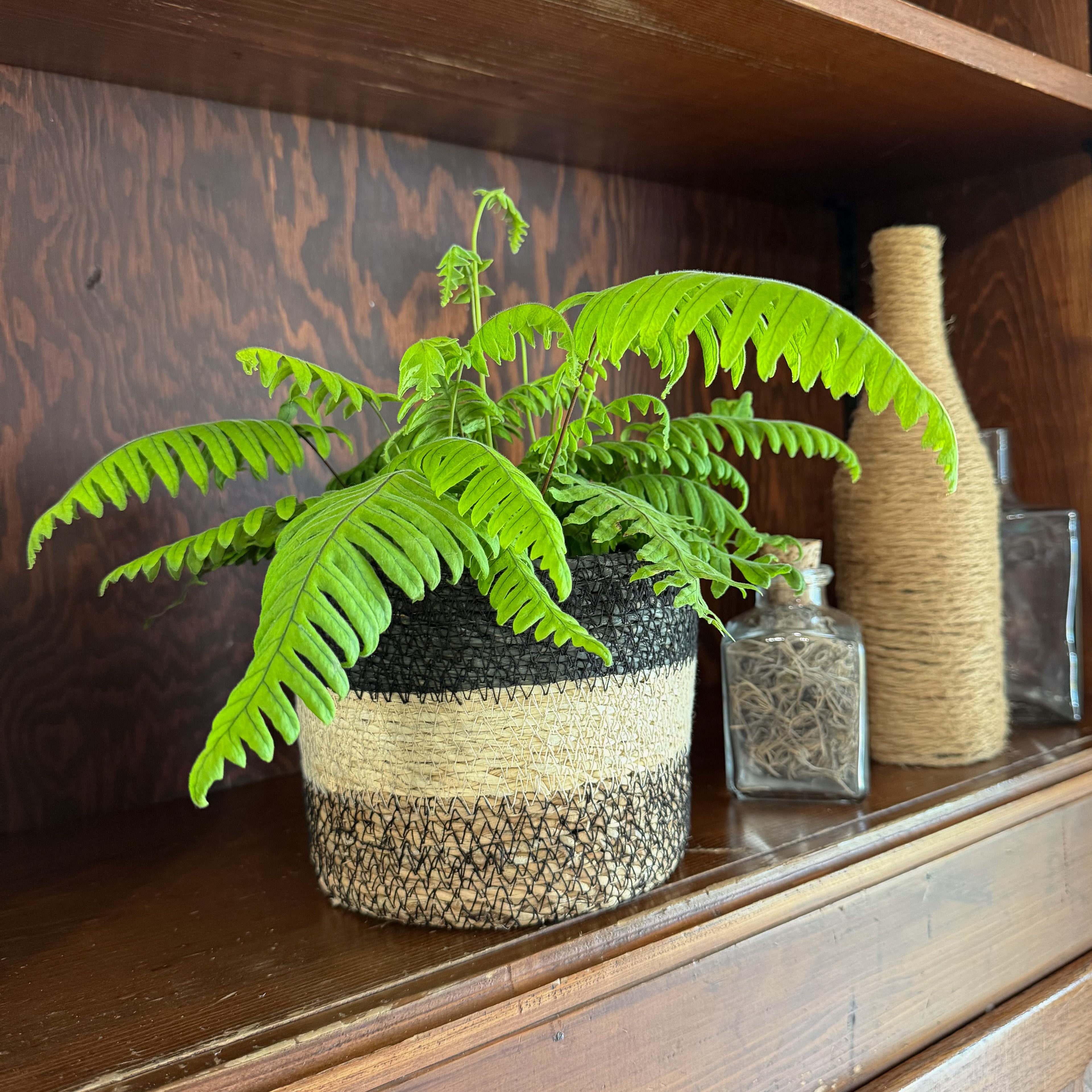E.T. Footed Fern (Polypodium Formosanum &