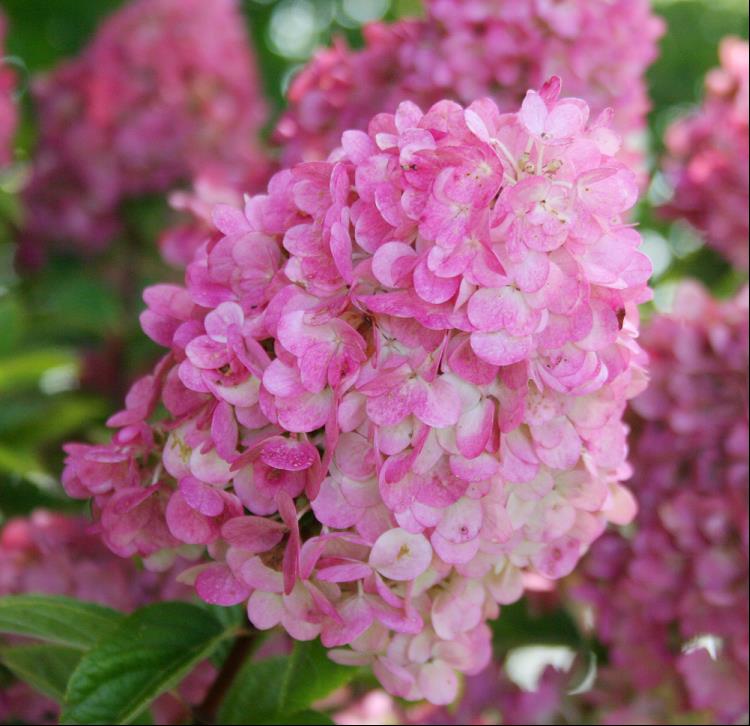 First Editions® Strawberry Sundae® Hydrangea (Hydrangea paniculata ‘Rensun’) -