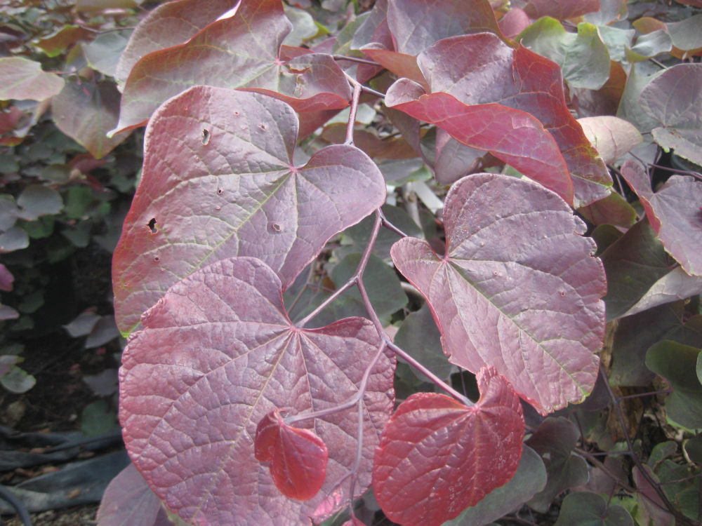 Forest Pansy Redbud (Cercis canadensis &