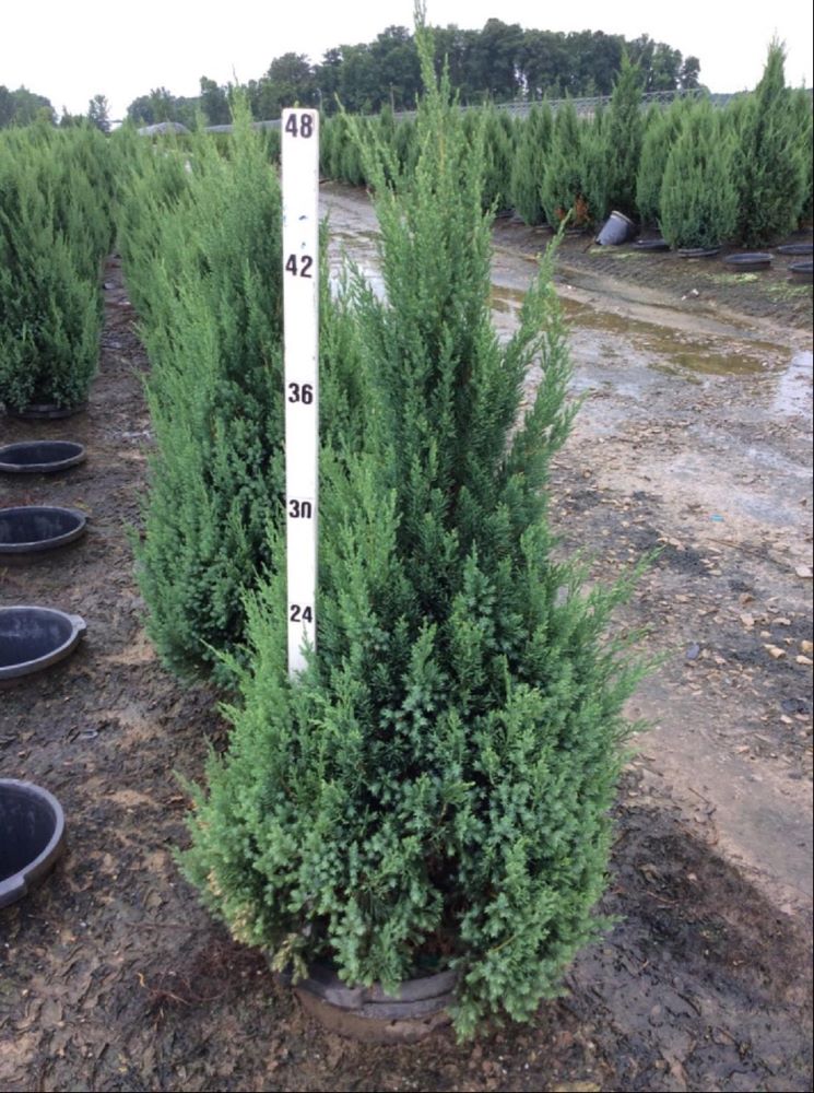 Blue Point Juniper (Juniperus chinensis &