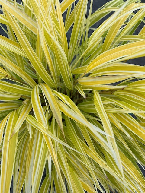 Lemon Zest™ Hakone Grass - Japanese Forest Grass (Hakonechloa macra &