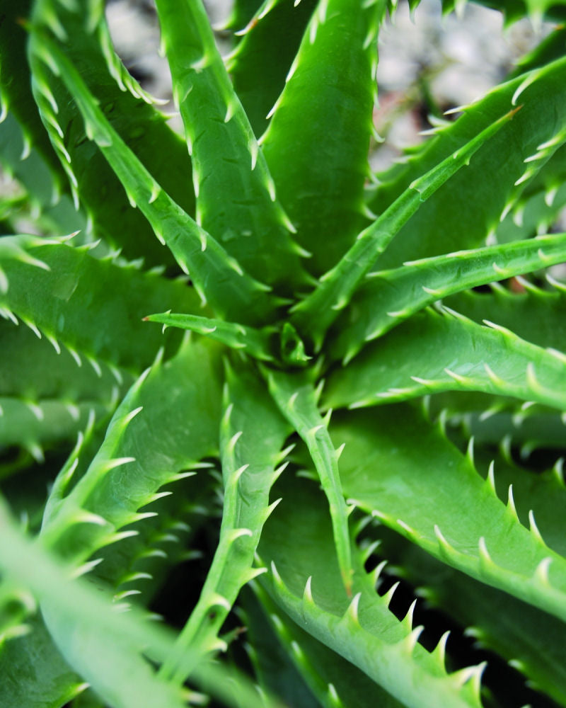Aloe Hedgehog (Aloe humilis &