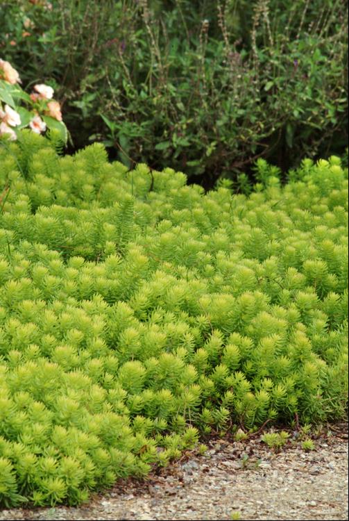 Angelina Stonecrop (Sedum sedum &