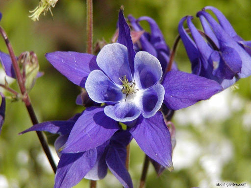 Winky Purple & White Columbine (Aquilegia &