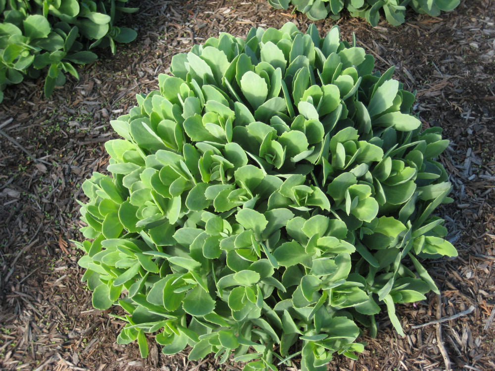Autumn Joy Stonecrop (Sedum &