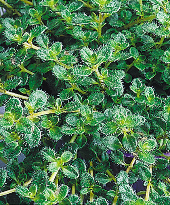 Woolly Thyme (Thymus pseudolanuginosus &