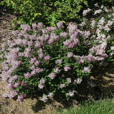 Baby Kim® Lilac (Syringa patula &