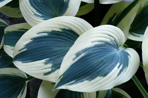 Blue Ivory Plaintain Lily (Hosta blue &