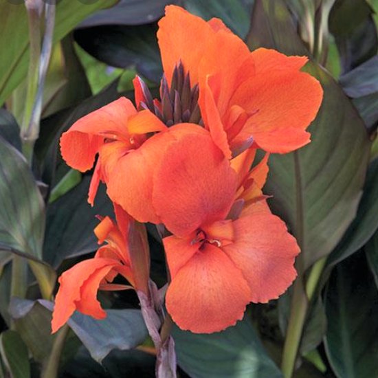Cannova Bronze Orange Canna (Canna cannova &