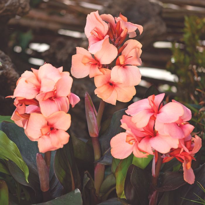 Cannova Bronze Peach Canna (Canna cannova &