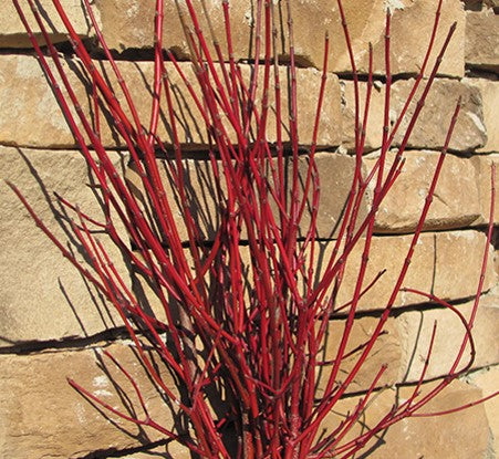 Cayenne Dogwood (Cornus alternifolia &