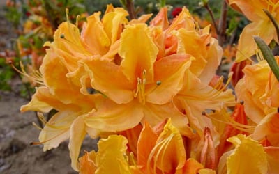 Golden Lights Azalea (Azalea &