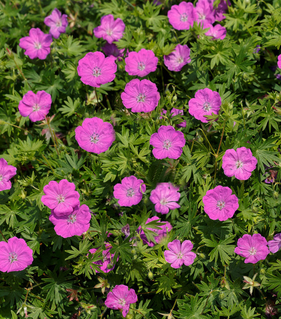 Max Frei Cranesbill (Geranium sanguineum &