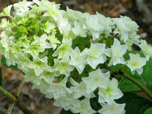 Gatsby Star® Oakleaf Hydrangea (Hydrangea quercifolia &