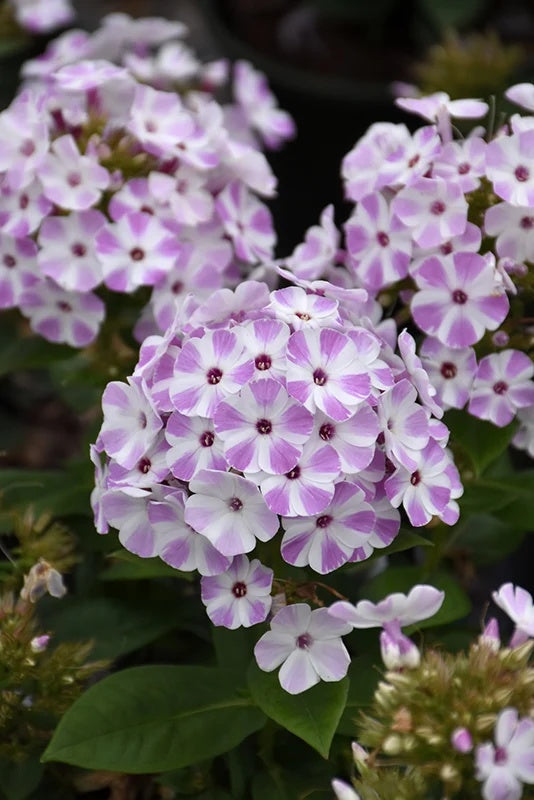 Flame® Lilac Star Dwarf Garden Phlox (Phlox paniculata &