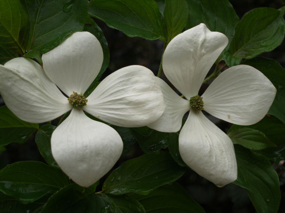 Venus® Dogwood (Cornus x &