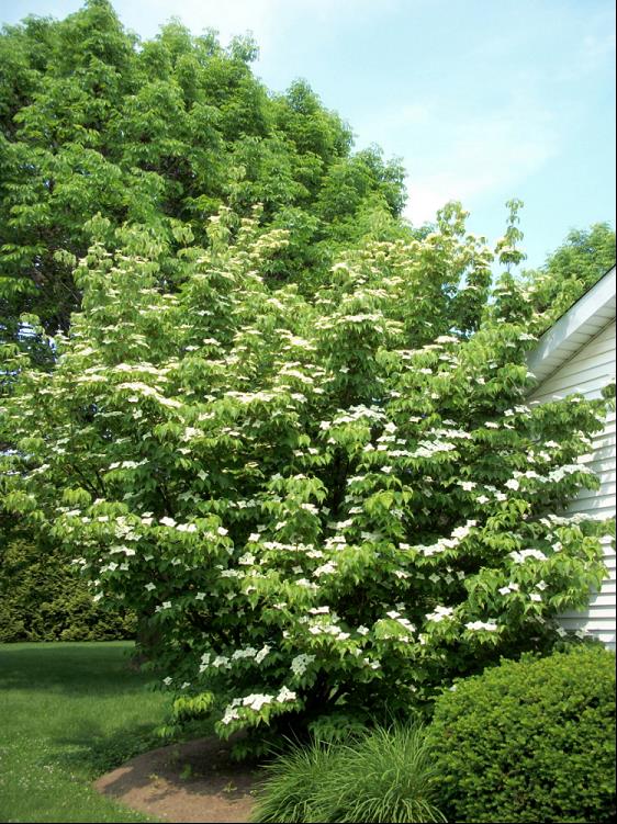 Willoway Select Kousa Dogwood (Cornus kousa &