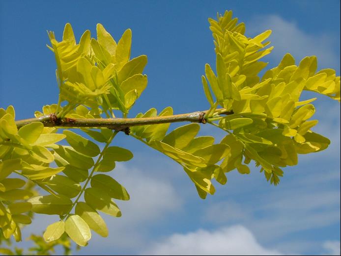 Sunburst® Honeylocust (Gleditsia triacanthos var. inermis &