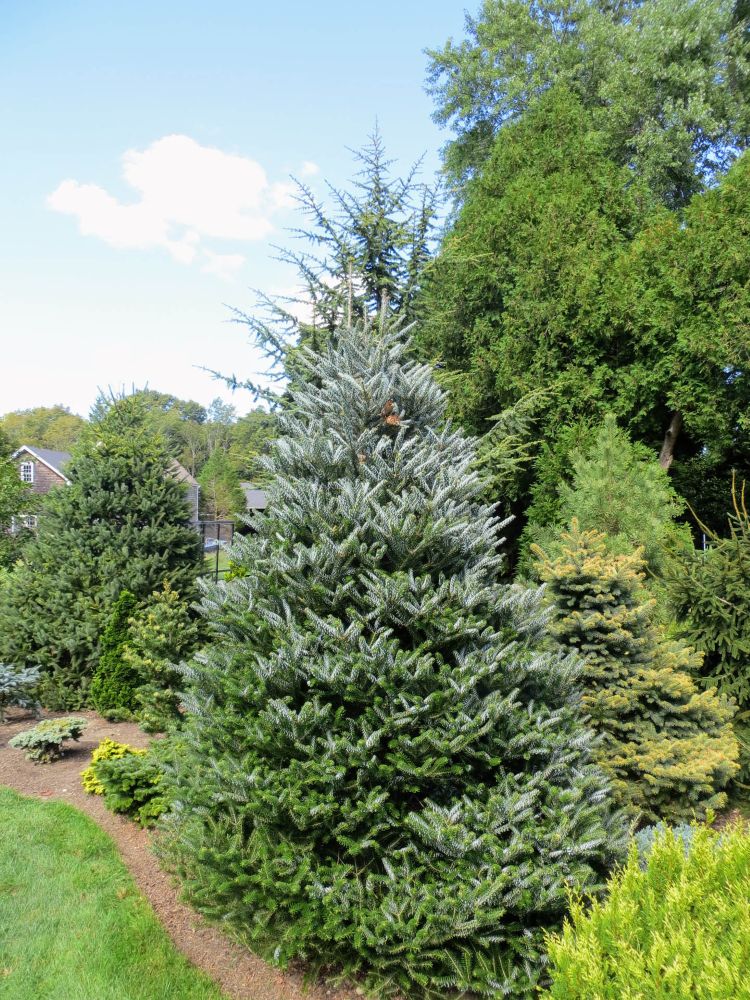 ‘Horstmann’s Silberlocke’ Korean Fir (Abies koreana ‘Horstmann’s Silberlocke’) - 1 gallon