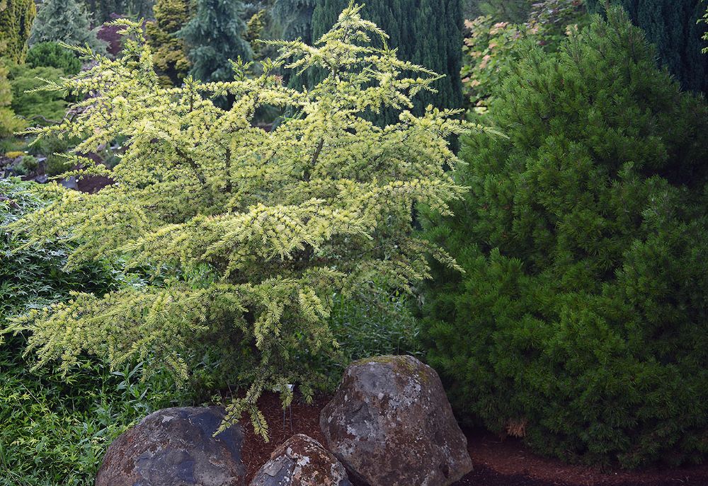 ‘Sahara Ice’ Atlas Cedar (Cedrus atlantica ‘Sahara Ice’) - 1 gallon
