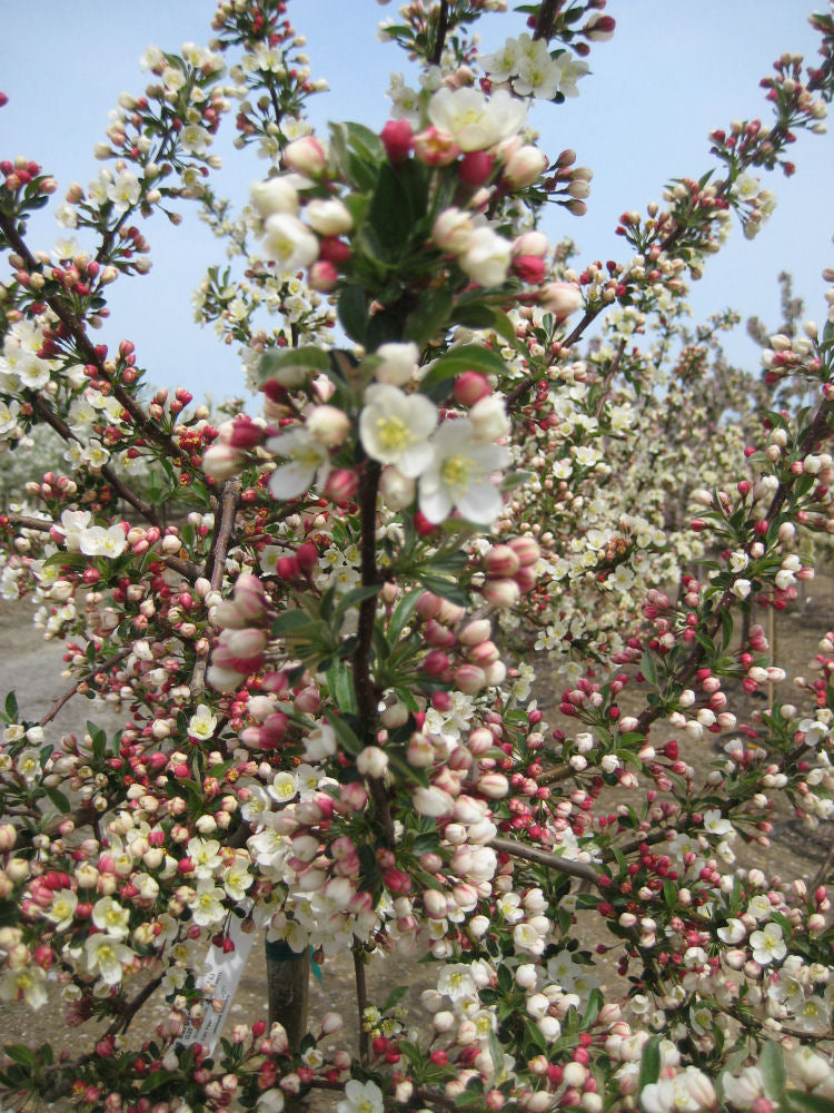 Sargent ‘Tina’ Crabapple (Malus sargentii &